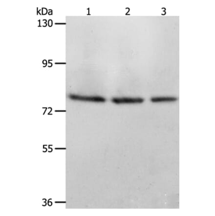 ACOX1 Antibody from Signalway Antibody (36021) - Antibodies.com