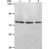 ACOX1 Antibody from Signalway Antibody (36021) - Antibodies.com