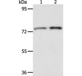 ACOX2 Antibody from Signalway Antibody (36023) - Antibodies.com
