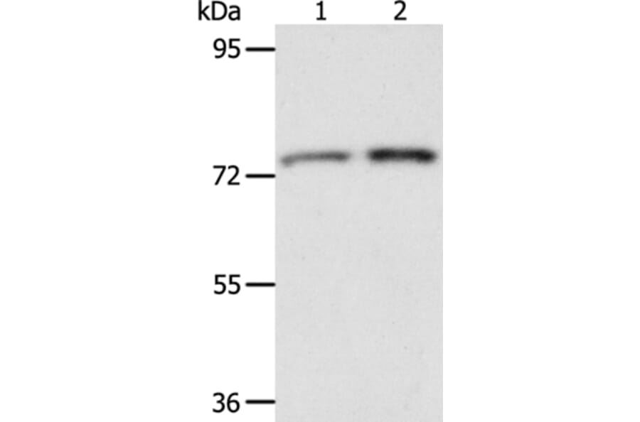 ACOX2 Antibody from Signalway Antibody (36023) - Antibodies.com