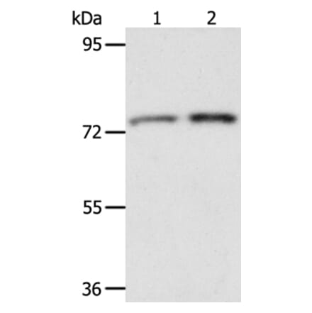 ACOX2 Antibody from Signalway Antibody (36023) - Antibodies.com