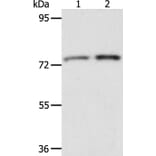 ACOX2 Antibody from Signalway Antibody (36023) - Antibodies.com