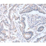Immunohistochemistry - ACOT9 Antibody from Signalway Antibody (36035) - Antibodies.com