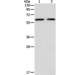 ADAM2 Antibody from Signalway Antibody (36041) - Antibodies.com