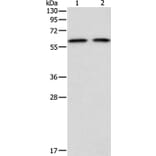ADAM2 Antibody from Signalway Antibody (36041) - Antibodies.com