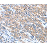 Immunohistochemistry - ADAM2 Antibody from Signalway Antibody (36041) - Antibodies.com