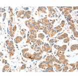 Immunohistochemistry - AEBP2 Antibody from Signalway Antibody (36055) - Antibodies.com