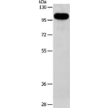 AFAP1 Antibody from Signalway Antibody (36056) - Antibodies.com