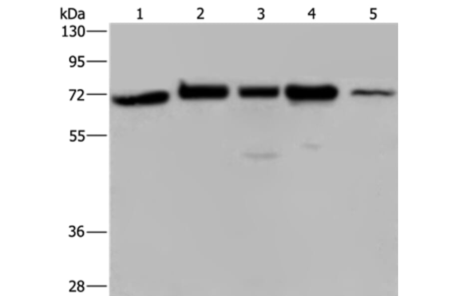 AGFG1 Antibody from Signalway Antibody (36061) - Antibodies.com