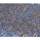 Immunohistochemistry - AGFG1 Antibody from Signalway Antibody (36061) - Antibodies.com