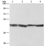 ADH1A Antibody from Signalway Antibody (36075) - Antibodies.com