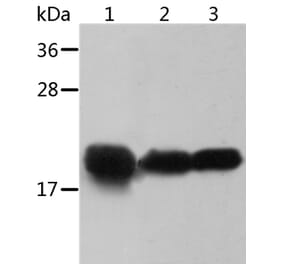 CRYAB Antibody from Signalway Antibody (36084) - Antibodies.com