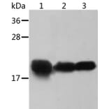 CRYAB Antibody from Signalway Antibody (36084) - Antibodies.com