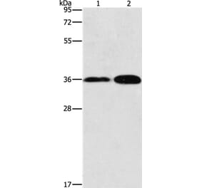 ANXA9 Antibody from Signalway Antibody (36108) - Antibodies.com