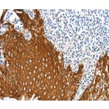 Immunohistochemistry - ANXA9 Antibody from Signalway Antibody (36108) - Antibodies.com