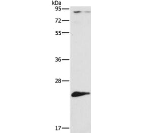 ATG10 Antibody from Signalway Antibody (36115) - Antibodies.com