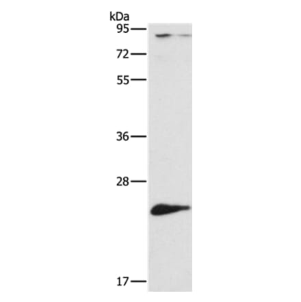 ATG10 Antibody from Signalway Antibody (36115) - Antibodies.com