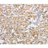 Immunohistochemistry - ATG10 Antibody from Signalway Antibody (36115) - Antibodies.com