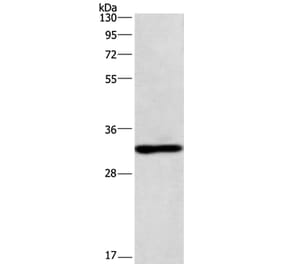 NAPSA Antibody from Signalway Antibody (36123) - Antibodies.com