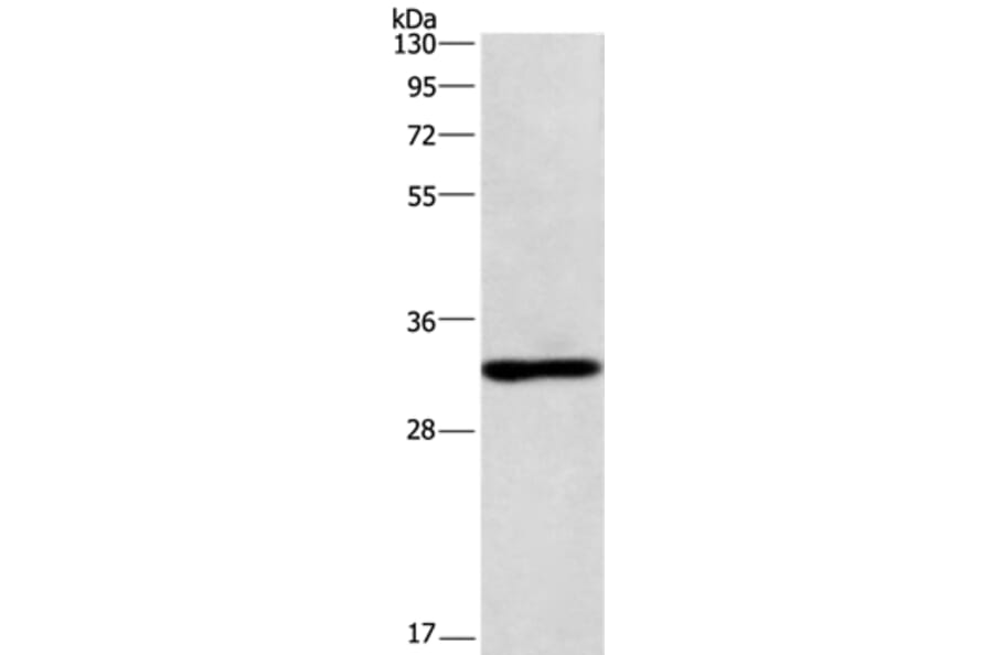 NAPSA Antibody from Signalway Antibody (36123) - Antibodies.com