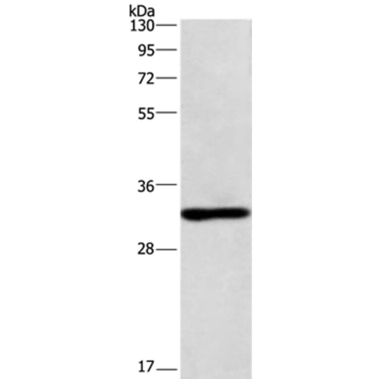 NAPSA Antibody from Signalway Antibody (36123) - Antibodies.com