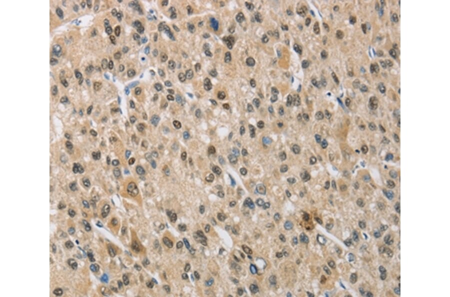 Immunohistochemistry - NAPSA Antibody from Signalway Antibody (36123) - Antibodies.com