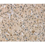 Immunohistochemistry - NAPSA Antibody from Signalway Antibody (36123) - Antibodies.com