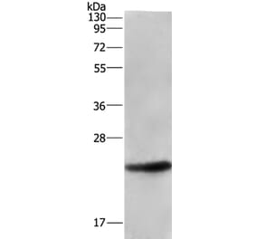 ARL4A Antibody from Signalway Antibody (36137) - Antibodies.com