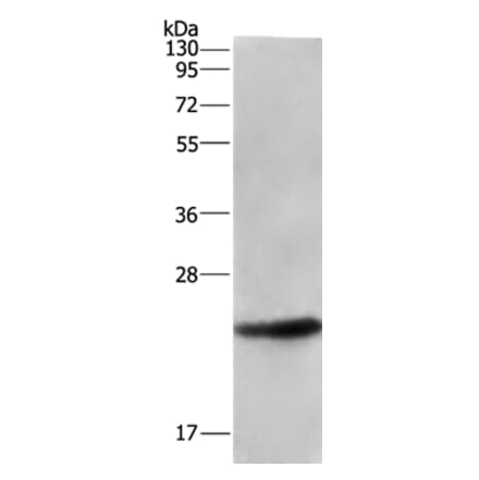 ARL4A Antibody from Signalway Antibody (36137) - Antibodies.com