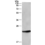 ARL4A Antibody from Signalway Antibody (36137) - Antibodies.com