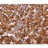 Immunohistochemistry - ARL4A Antibody from Signalway Antibody (36137) - Antibodies.com