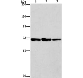 FARSB Antibody from Signalway Antibody (36152) - Antibodies.com