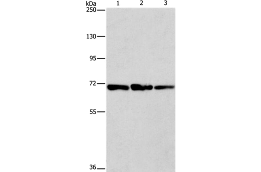 FARSB Antibody from Signalway Antibody (36152) - Antibodies.com