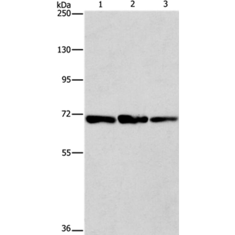 FARSB Antibody from Signalway Antibody (36152) - Antibodies.com