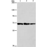 FARSB Antibody from Signalway Antibody (36152) - Antibodies.com