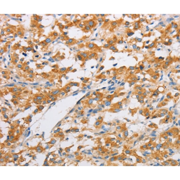 Immunohistochemistry - FARSB Antibody from Signalway Antibody (36152) - Antibodies.com