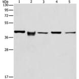 IDH3B Antibody from Signalway Antibody (36157) - Antibodies.com