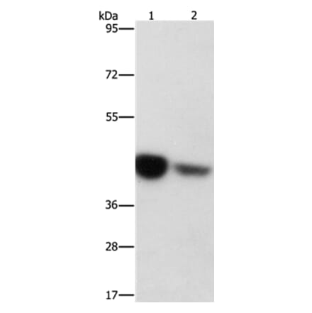 IDH3G Antibody from Signalway Antibody (36158) - Antibodies.com