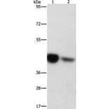 IDH3G Antibody from Signalway Antibody (36158) - Antibodies.com