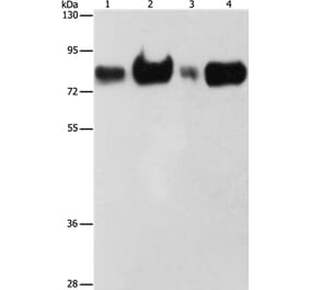 ACSL4 Antibody from Signalway Antibody (36176) - Antibodies.com