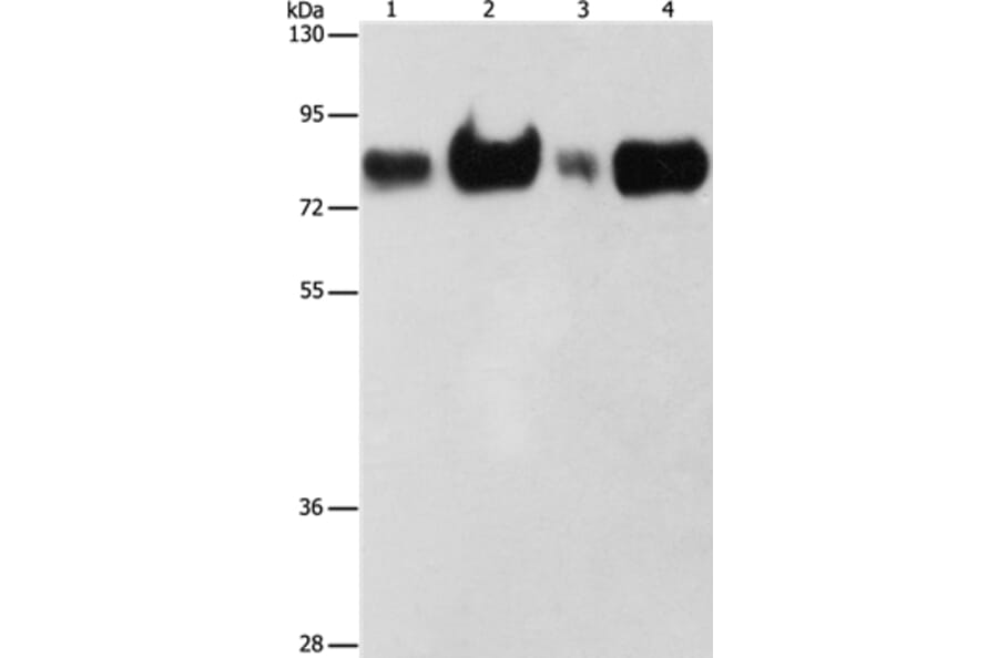 ACSL4 Antibody from Signalway Antibody (36176) - Antibodies.com
