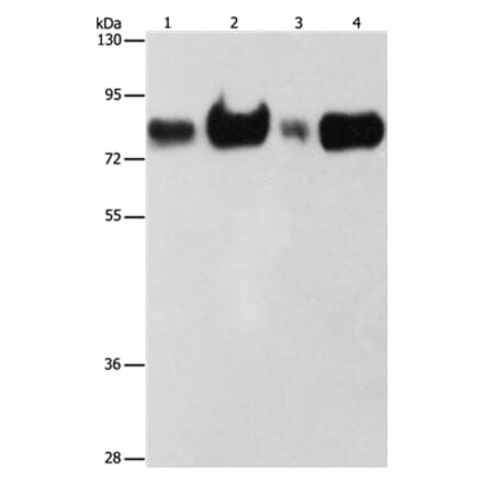 ACSL4 Antibody from Signalway Antibody (36176) - Antibodies.com