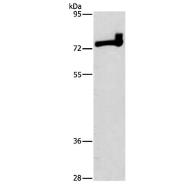 PRKCD Antibody from Signalway Antibody (36186) - Antibodies.com