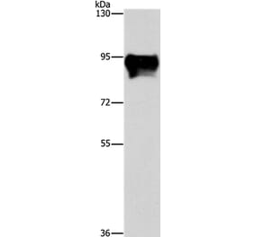 MARK1 Antibody from Signalway Antibody (36192) - Antibodies.com