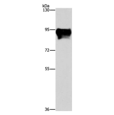 MARK1 Antibody from Signalway Antibody (36192) - Antibodies.com