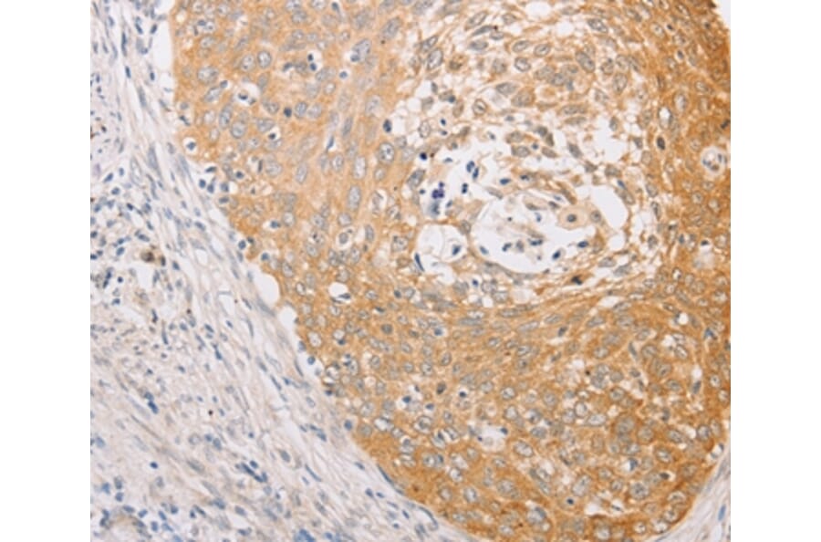 Immunohistochemistry - MARK1 Antibody from Signalway Antibody (36192) - Antibodies.com