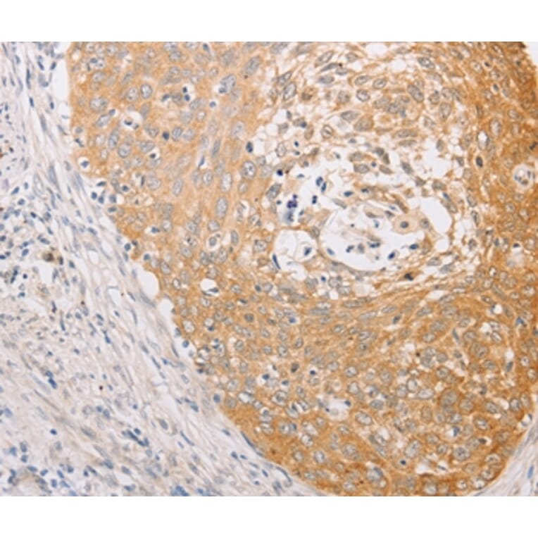 Immunohistochemistry - MARK1 Antibody from Signalway Antibody (36192) - Antibodies.com