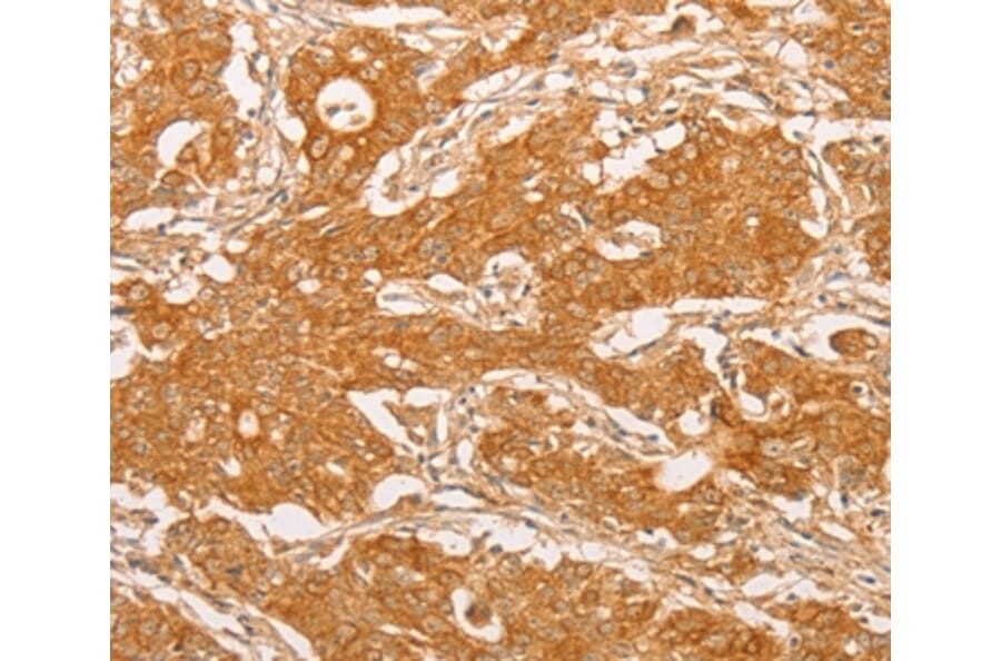 Immunohistochemistry - YARS2 Antibody from Signalway Antibody (36199) - Antibodies.com