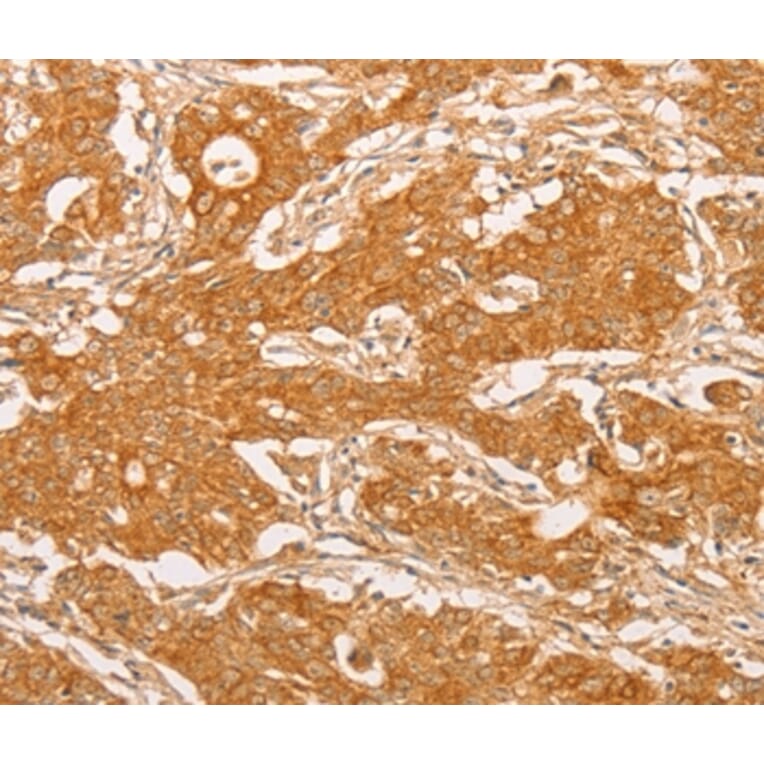 Immunohistochemistry - YARS2 Antibody from Signalway Antibody (36199) - Antibodies.com