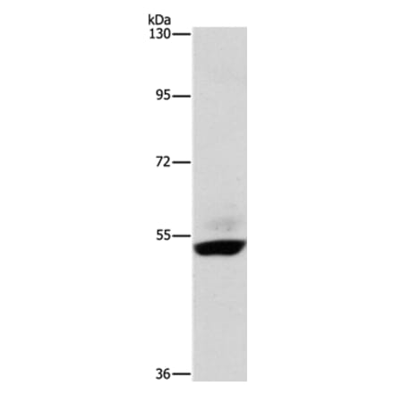 STK40 Antibody from Signalway Antibody (36201) - Antibodies.com